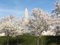 Cherry Blossom Time in Washington DC
