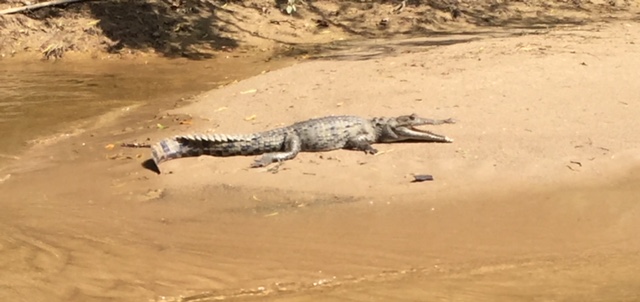 Belize crocodile