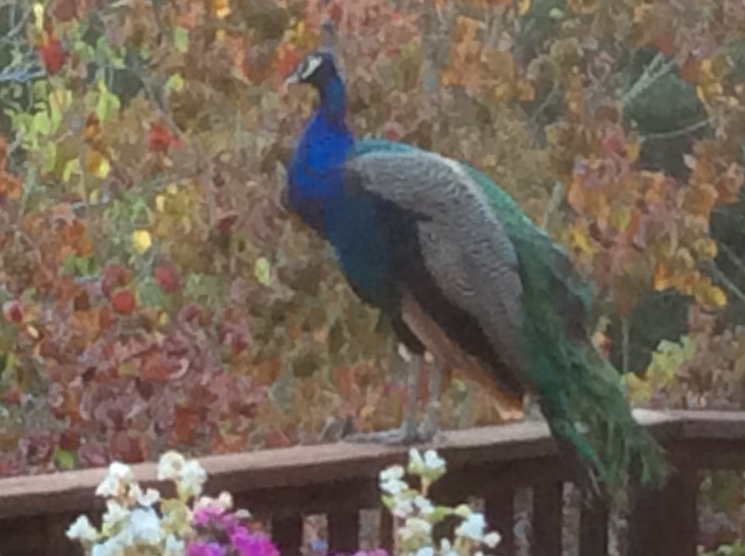 Peacock Views Fall Colors