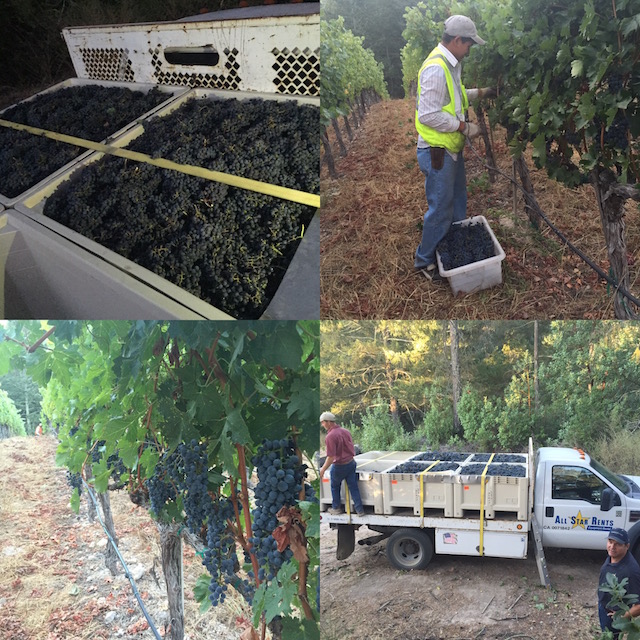 Vineyard {511} Harvest 2016