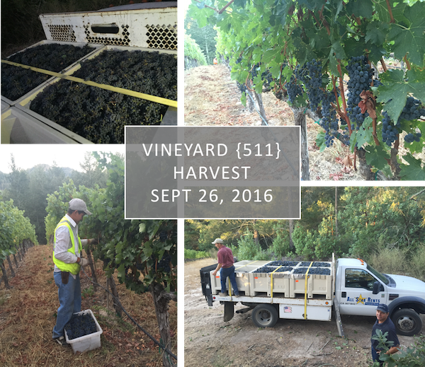 Vineyard {511} Harvest - Sept 26, 2016