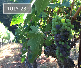 Vineyard {511} Veraison - July 23, 2016