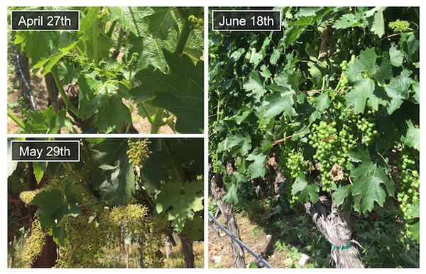 Vineyard Update