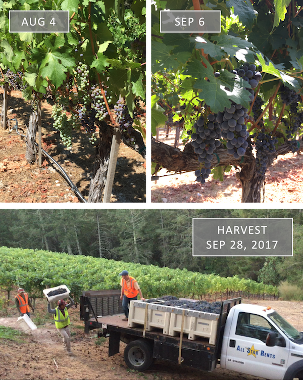 Vineyard Update - Fall 2017