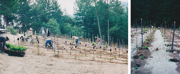 Planting the Vineyard - 2001