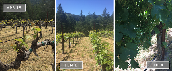 Vineyard Update - Summer 2017